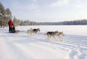 finnish lapland husky sledding vf