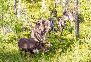 finnish lapland inari reindeer grazing in summer istk