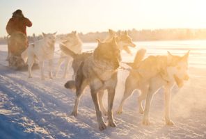 finnish lapland nellim husky sledding winter sun