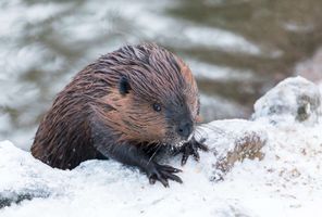 finnish lapland ranua wildlife park beaver