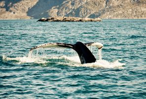 greenland humpback whale diving istk