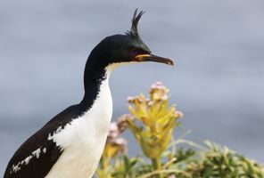 heritage adventurer auckland islands shag 2000x1333 Compressed