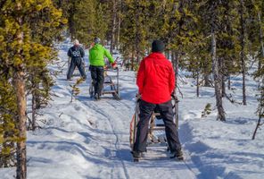 icehotel reindeer sledging forest trail sweden rth