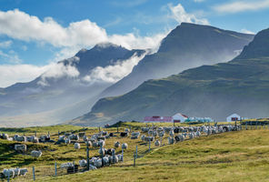 iceland east fjords highland sheep farm rth