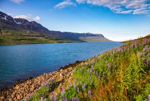 iceland east fjords seydisfjordur lupins istk