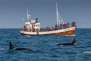 iceland grundarfjordur whale watching aboard laki rth