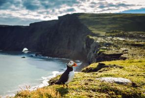 iceland puffin on cliff edge astk