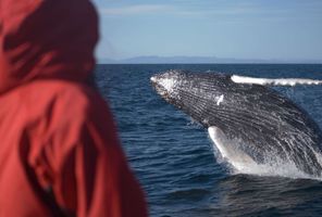 iceland reykjavik rib tour humpback breaching eld