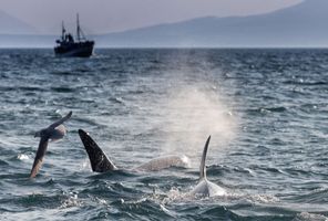 iceland snaefellsnes grundarfjordur orcas seabirds rth