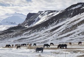 iceland snaefellsnes horses in winter astk