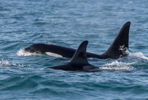 iceland snaefellsnes orcas grundarfjordur rth