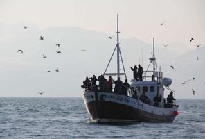 iceland snaefellsnes whale watching boat grundarfjordur cs