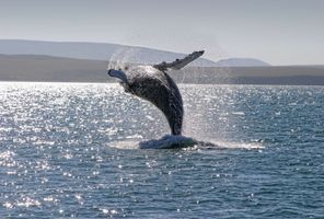 iceland wildlife humpback whale breaching rth