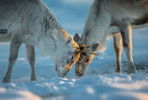 lapland-reindeer-interaction-under-warm-winter-light-istk