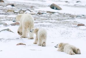 manitoba churchill polar bear family istk