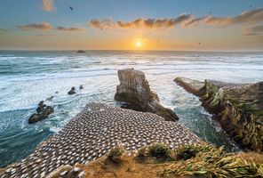 new zealand auckland muriwai gannet colony istk