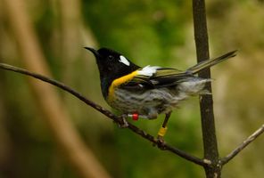 new zealand auckland stitchbird tiritiri matangi istk