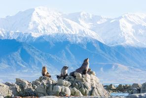 new zealand canterbury kaikoura fur seals tnz