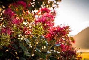 new zealand coromandel pohutukawa istk