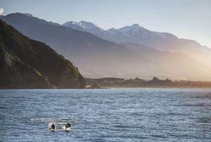 new zealand dolphins against kaikoura mountains backdrop tnz