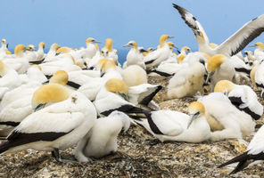 new zealand hawkes bay cape kidnappers gannet colony istk