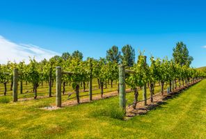 new zealand hawkes bay vineyard istk