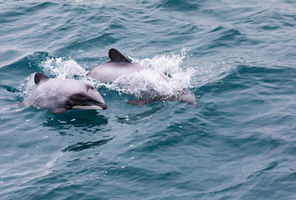 new zealand hectors dolphins akaroa istk