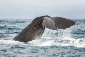 new zealand kaikoura diving sperm whale istk