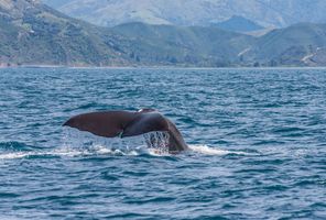 new zealand kaikoura mountains whale diving istk