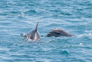 new zealand paihia bottlenose dolphins istk