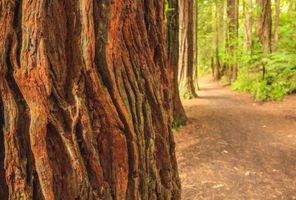 new zealand redwood forest path rotorua istk