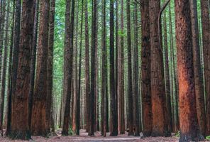 new zealand rotorua redwood forest istk