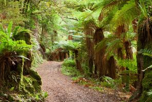 new zealand te urewera national park trail istk