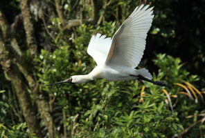 new zealand whataroa royal spoonbill in flight istk