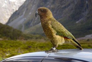 new zealand wildlife kea on a car arthurs pass istk