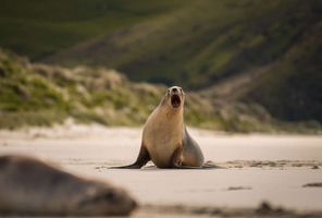 new zealand wildlife sea lion dunedin tnz