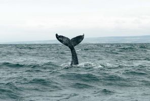 north iceland humpback whale tail husavik gt