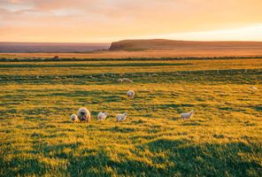 north iceland sheep grazing near coast gt