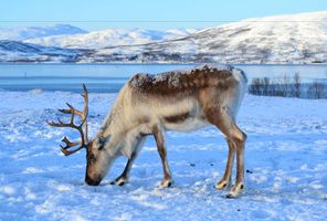 northern norway tromso reindeer tifenn degornet unsplash