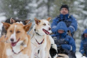 norway husky safari tb