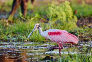 panama darien jungle roseate spoonbill istk