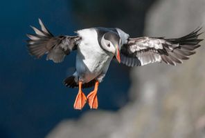 scotland puffin landing shetlands istk