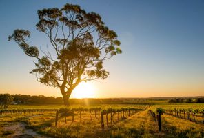 south australia sunset over barossa valley vineyard istk