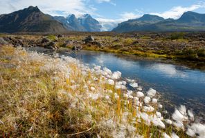 south east iceland skaftafell flora istk