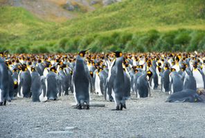 south georgia king penguins on beach istk