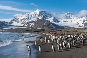 south georgia st andrews bay king penguins istk