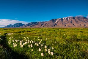 spitsbergen arctic cottongrass near longyearbyen astk