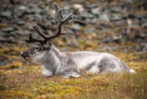 svalbard wild reindeer sitting on tundra istk