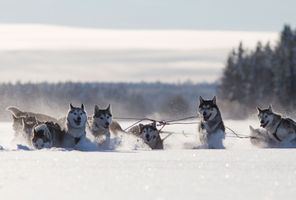 sweden lapland excited team of huskies vs