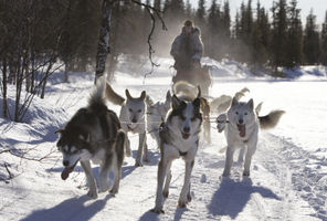 sweden lapland husky sledding rth